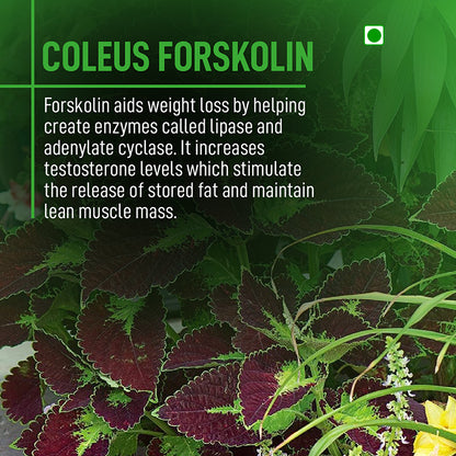 Forskolin - 150 MG